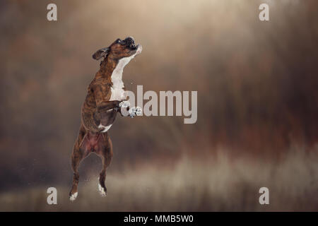 Cane boxer di saltare in aria e cercare di catturare la sua palla preferita Foto Stock