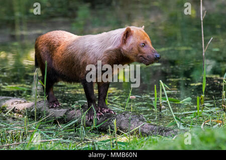 Speoto (Speothos venaticus) canide lo nativa per l'America centrale e del Sud, in piedi sul log nel flusso Foto Stock