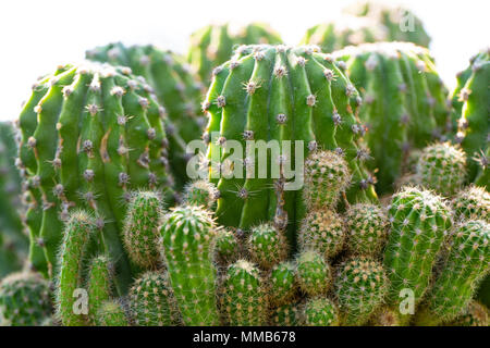 Cactus verde. Molti cactus in una pentola sul terreno. Famiglia di cactus Foto Stock