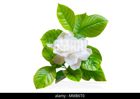 Cape gelsomino o Gardenia jasminoides Asia tropicale fiore bianco isolato su bianco Foto Stock