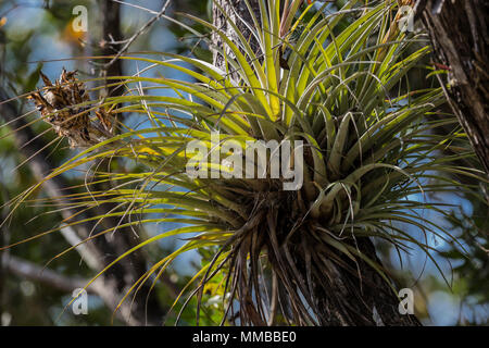 Airplant gigante, Tillandsia fasciculata, aka il Cardinale Airplant, un epifite e bromeliad che assorbe acqua e nutrienti attraverso le sue foglie, in Everg Foto Stock
