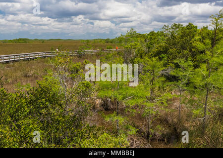 Baldcypress, Taxodium spp., gli alberi in una cupola nel mezzo di una palude sawgrass in Everglades National Park, Florida, Stati Uniti d'America Foto Stock