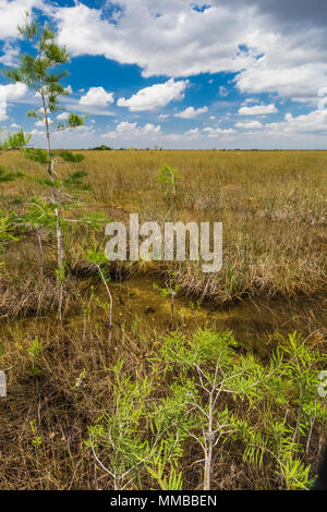 Baldcypress, Taxodium spp., gli alberi in una cupola nel mezzo di una palude sawgrass in Everglades National Park, Florida, Stati Uniti d'America Foto Stock