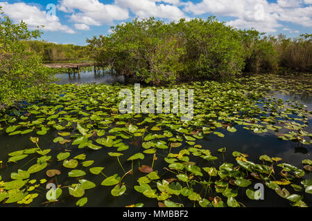 Anhinga Trail attraverso sloughs e stagni in Everglades National Park, Florida, Stati Uniti d'America Foto Stock