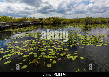 Anhinga Trail attraverso sloughs e stagni in Everglades National Park, Florida, Stati Uniti d'America Foto Stock