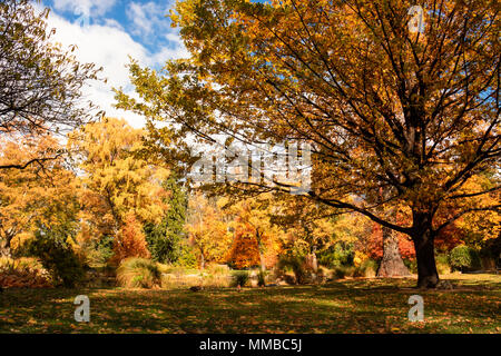 I colori autunnali nel parco di Queenstown Foto Stock