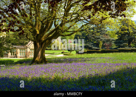 Bluebells e Dumbleton Hall Gardens, Costwolds, Inghilterra Foto Stock