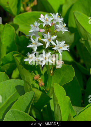 Bogbean Menyanthes trifoliata Foto Stock