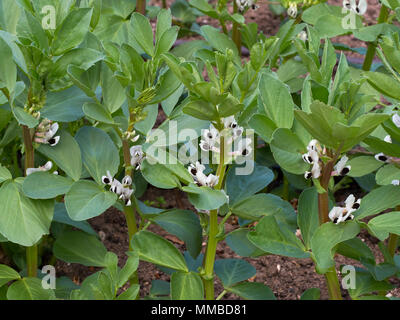 Fava 'Aquadulce Claudia in fiore nel far crescere il tuo giardino Foto Stock