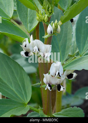 Fava 'Aquadulce Claudia in fiore nel far crescere il tuo giardino Foto Stock