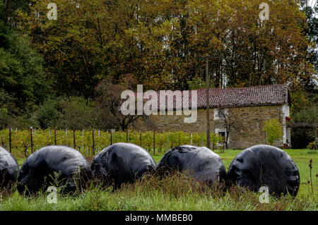 Avvolte in plastica rotonda di balle di insilato in una fattoria con vigneti di Zamudio, Bizkaia, Paesi Baschi, Spagna, Europa Foto Stock