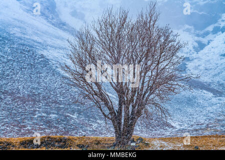 Albero dell'anno 2015, l'Islanda Foto Stock