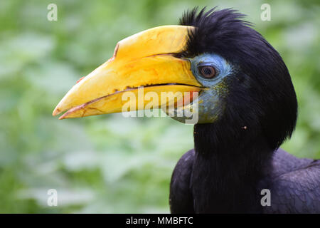 Un ritratto di una donna stropicciata Hornbill Foto Stock