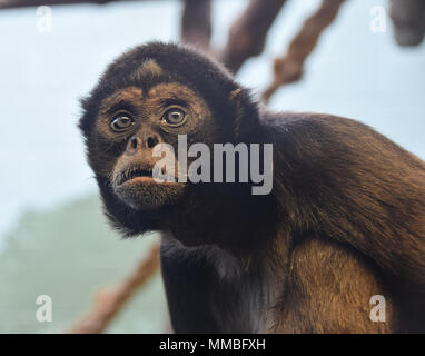 Una Brown Spider monkey guardando dietro il fotografo Foto Stock