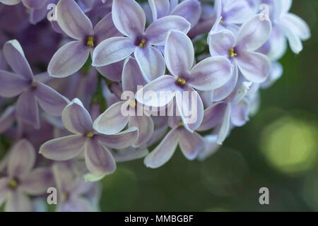 Incredibile meravigliosi fiori lilla in fiore closeup, colorato, fotografia macro, luce diurna, primavera Foto Stock