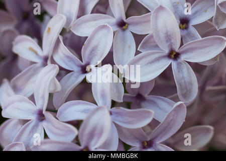 Incredibile meravigliosi fiori lilla in fiore closeup, colorato, fotografia macro, luce diurna, primavera Foto Stock