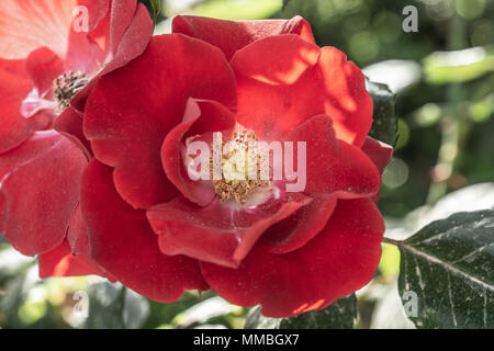 Meraviglioso rose al rose garden roma italia Foto Stock