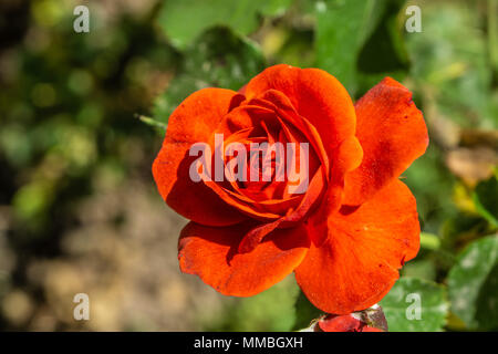 Meraviglioso rose al rose garden roma italia Foto Stock