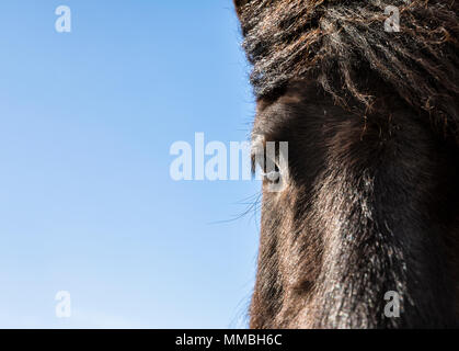 Testa di cavallo stretta fino Foto Stock