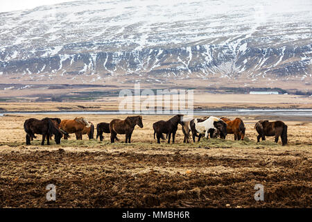 Un allevamento di cavalli Icelad in inverno Foto Stock