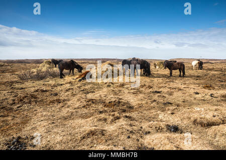 Islanda cavalli sul prato Foto Stock