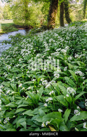 Aglio selvatico cresce accanto al fiume collettore, Parco Nazionale di Peak District, Staffordshire Foto Stock