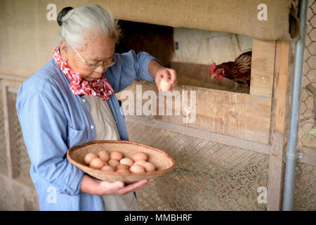 Donna anziana con i capelli grigi in piedi in una casa di pollo, cestello di contenimento, la raccolta delle uova fresche. Foto Stock