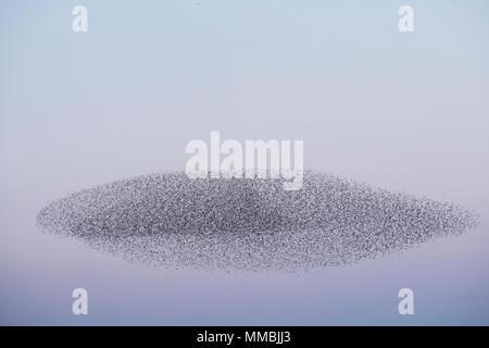 Spettacolare murmuration di storni, un piomba massa di migliaia di uccelli nel cielo. Foto Stock