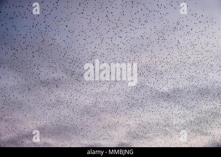 Un murmuration di storni, una esibizione acrobatica spettacolare di un gran numero di uccelli in volo al tramonto sulla campagna. Foto Stock