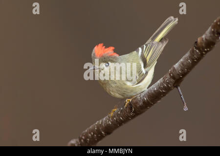 Ruby-incoronato kinglet (Regulus calendula) Foto Stock