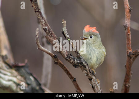 Ruby-incoronato kinglet (Regulus calendula) Foto Stock