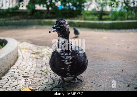 Di Uccelli nel giardino zoologico Foto Stock