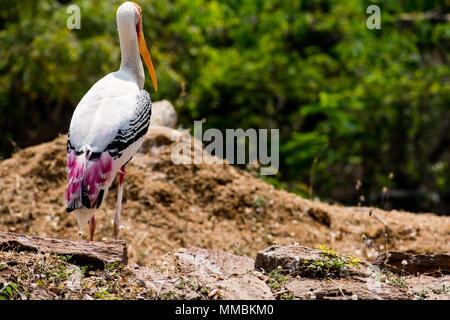 Un dipinto di bianco di cicogne bird camminando su zoo vicino vista incredibile. Foto Stock