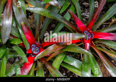 Il rossore Bromeliad, Neoregelia carolinae Foto Stock