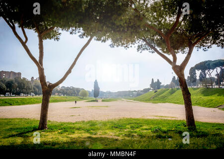 Due romane di alberi di pino frame i resti del Circo Massimo di Roma con un cipresso al centro dell'immagine. Luce posteriore su un giorno nuvoloso Foto Stock