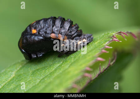 7-spot Ladybird pupa (Coccinella septempunctata) su una foglia. Tipperary, Irlanda Foto Stock