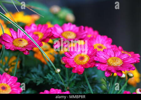 Rosa fiori a margherita con gocce d'acqua. Foto Stock