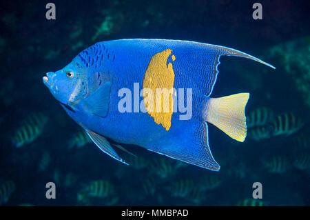 Yellowbar angelfish [Pomacanthus maculosus]. Mar Rosso, Egitto. Foto Stock