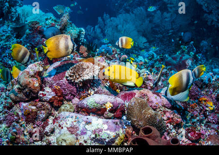 Tre-spot angelfish [Apolemichthys trimaculatus] e Klein butterflyfish [Chaetodon kleinii] sulla barriera corallina. Ad Ambon, Indonesia. Foto Stock