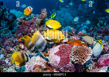 Tre-spot angelfish [Apolemichthys trimaculatus] e Klein butterflyfish [Chaetodon kleinii] sulla barriera corallina. Ad Ambon, Indonesia. Foto Stock