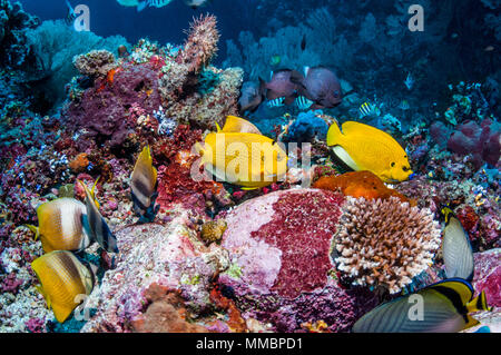 Tre-spot angelfish [Apolemichthys trimaculatus] e Klein butterflyfish [Chaetodon kleinii] sulla barriera corallina. Ad Ambon, Indonesia. Foto Stock