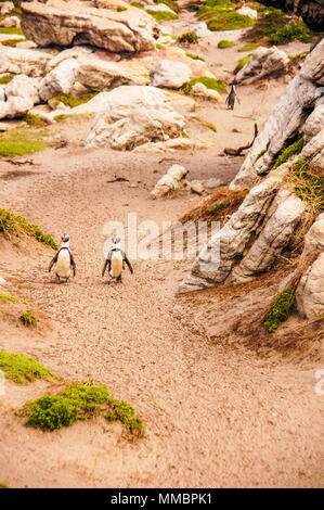 Coppia di Stony Point pinguini prende una passeggiata Foto Stock