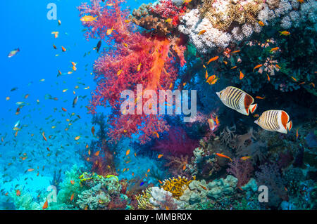 Coral reef scenario con una coppia di Mare Rosso eritreo corona o butterfish [Chaetodon paucifasciatus], Lyretail anthias o Goldies [Pseudanthias squamipin Foto Stock