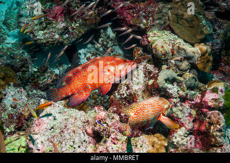 Coral cerve [Cephalopholus miniata] caccia sulla barriera corallina. Thailandia. Foto Stock