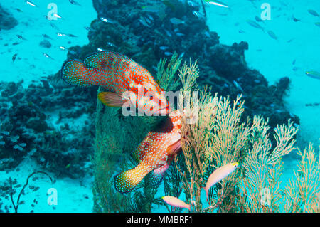 Coral cerve [Cephalopholus miniata] in agguato su una gorgonia con spazzatrici pigmeo [Parapriacanthus ransonetti]. Mare delle Andamane, Thailandia. Foto Stock