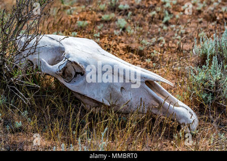 Cranio di cavallo in erba close up Foto Stock