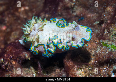 Nudibranch - Glossodoris ciincta. Superfamiglia Cryptobranchia, famiglia Chromodorididae. Lembeh strait, Nord Sulawesi, Indonesia. Foto Stock