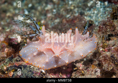 Nudibranch - Halgerda batangas. Superfamiglia Cryptobranchia, Famiglia Discodorididae. Lembeh strait, Nord Sulawesi, Indonesia. Foto Stock