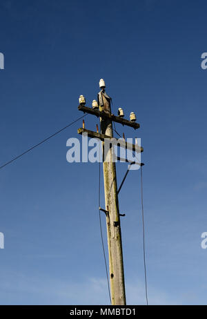 Vecchio telegrafo polo con isolatori ceramici su un patrimonio di ferrovie. Foto Stock