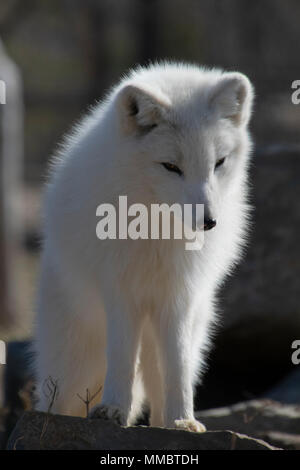 Arctic Fox in primavera. Foto Stock